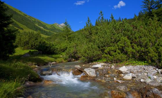 Wo der Alpbach rauscht